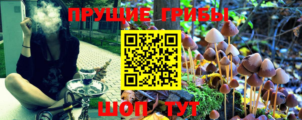 Псилоцибиновые грибы прущие грибы  цена   Вход с VPN  Коломна  Псилоцибиновые грибы GOLDEN TEACHER 